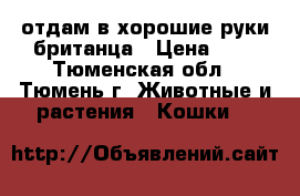 отдам в хорошие руки британца › Цена ­ 1 - Тюменская обл., Тюмень г. Животные и растения » Кошки   